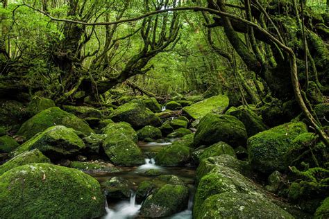 10 Amazing Ancient Forests Around The World Ancient