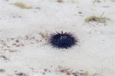 Sea Urchin Close Up In The Sea Stock Photo Image Of Creature Nature