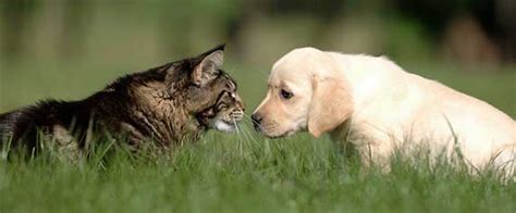 But how did i get to this point, and decide that dogs get bored of the same walking route? Can Cats and Dogs Communicate With Each Other? | ZooAwesome