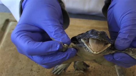 Frog Dissection Part 1