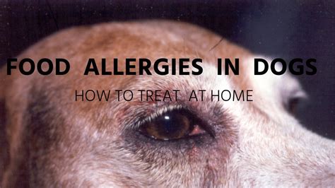 Food Allergies In Dogs Holistic Answers Youtube