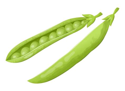 Premium Vector Vector Illustration Of A Pod Of Fresh Green Peas