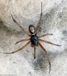 False Widow Spider Bite Leaves Lorry Driver With Gaping Hole In His