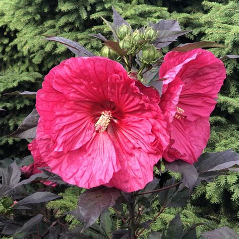 Summerific® 'evening rose' features vivid blooms and handsome purple foliage! SUMMERIFIC® 'Evening Rose' Hibiscus - Garden Crossings