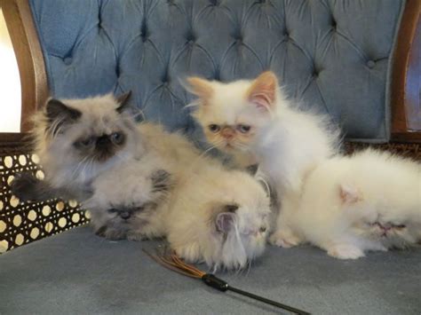 Check out our munchkin cat selection for the very best in unique or custom, handmade pieces from our shops. Himalayan Persian Cats For Sale | Grand Prairie, TX #178628