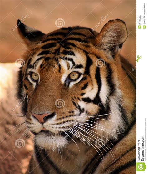 A 3d animal, of course. Tiger Face stock photo. Image of expression, face, focus ...