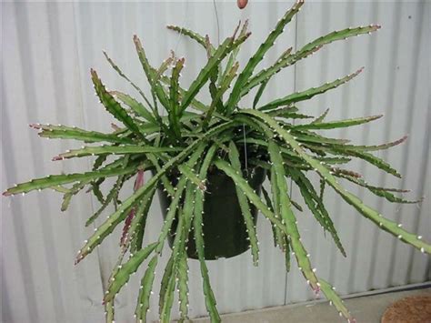 Their fine seeds are embedded in the pulp covered with the skin. Lepismium cruciforme | World of Succulents