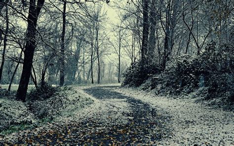 Nature Landscape Trees Forest Wood Branch Leaves Road Snow Winter