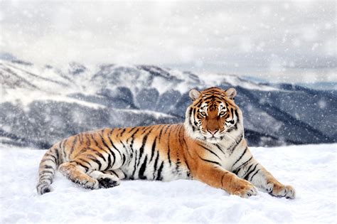 Siberian Tiger Facts Habitat And Diet Discovery Uk