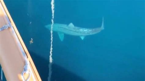 Footage Of Giant Shark Spotted At Sea Goes Viral On Tiktok Inside Edition