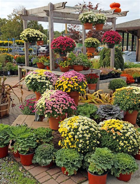Are Fall Mums Perennial Hyannis Country Garden