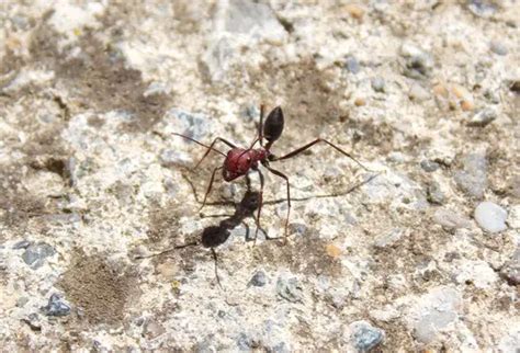 Why Would You Use A Magnifying Glass To Burn Ants