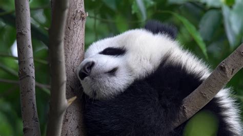 Baby Giant Panda Waking Falling Asleep Stock Footage Video 100