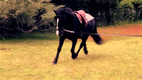 First Time Lunging My Horse In Side Reins Youtube