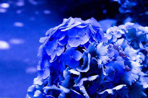 Cobalt Blue Flowers Wallpapers Download Mobcup