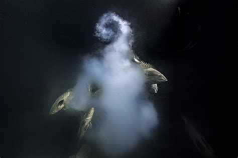 Explosive Underwater Shot Wins Wildlife Photographer Of The Year Award