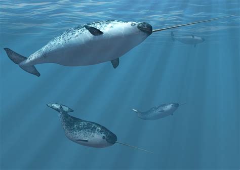 Narwhals Use Tusks To Stun Prey Drone Footage Reveals Live Science