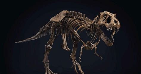 Stan Tyrannosaurus Rex Fossil Sold At An Auction For A Huge Amount