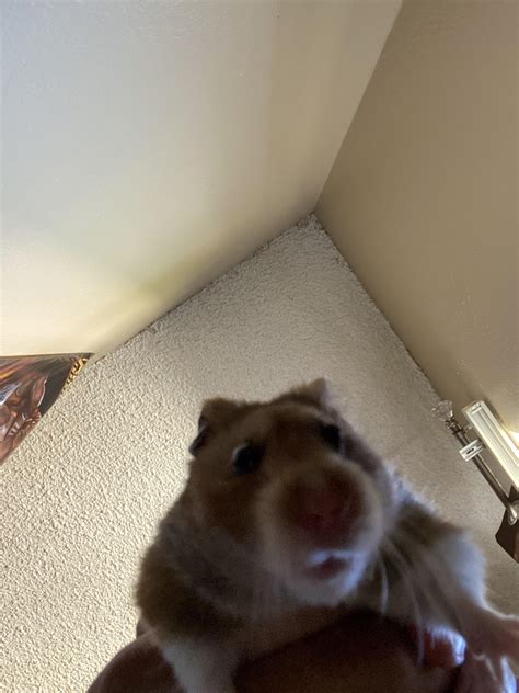 Me Trying To Remake That Hamster Meme Rhamsters