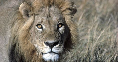 South Africa Big Five Safari Timbavati Game Reserve