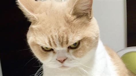 Top 10 Angry Cats Images Pictures For Whatsapp Facebook Instagram