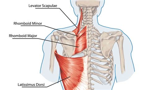 Trapezius Muscle The Definitive Guide Biology Dictionary