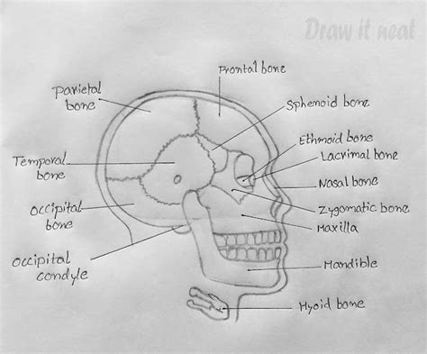 Draw It Neat How To Draw Skull Diagram Cbse Ncert Biology