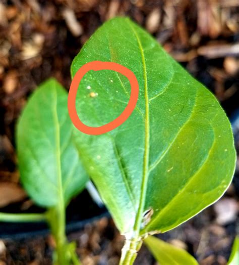 How to identify when pepper transplants are ready for bigger pots: plant health - Trying to identify small insects on peppers ...