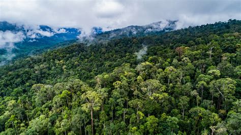 Sketsa Gambar Orang Hutan Kalimantan Barat Dayak Imagesee