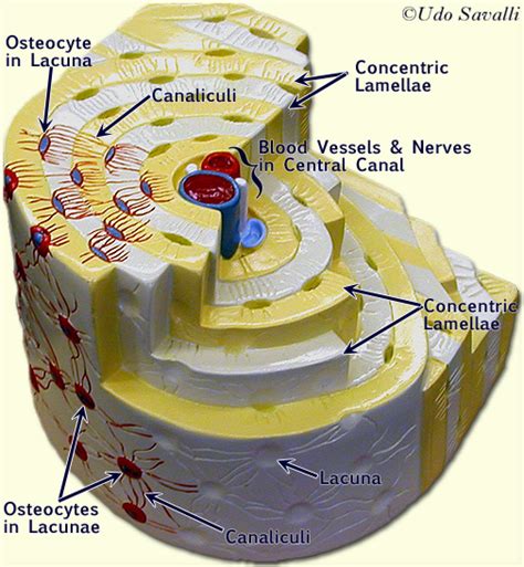 The basic units of compact bone are called osteons or haversian systems. BIO201-Osteon