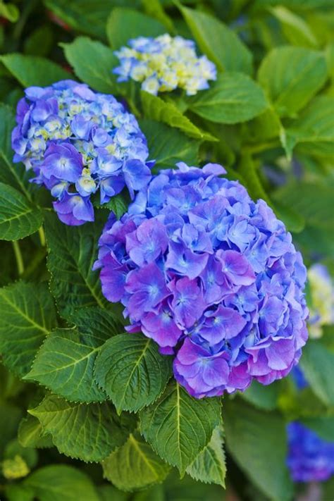Fortunately, there are a range of plants that love dappled shade and even a few that will flower in deep shade, so the trick to success is clever plant selection. 15 Best Shade Perennials - Shade-Loving Perennial Flowers ...