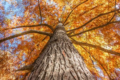 Free Images Forest Branch Leaf Trunk Autumn Season Look Up