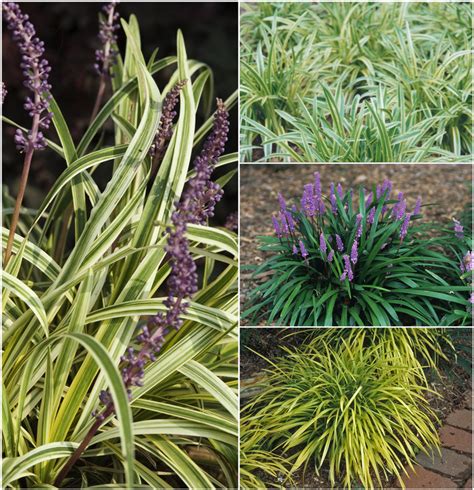 Multiple Varieties | Liriope - Lilyturf | Kings Garden Center