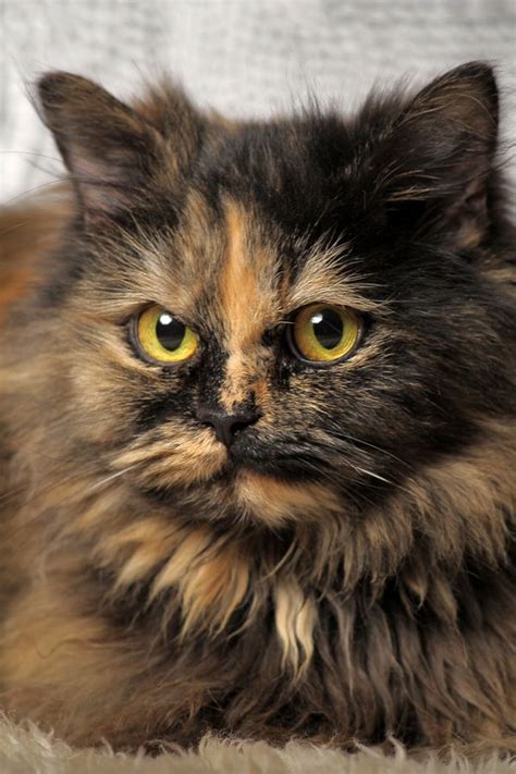 Tortoiseshell Cats Got Their Name Because The Pattern And Coloring Of