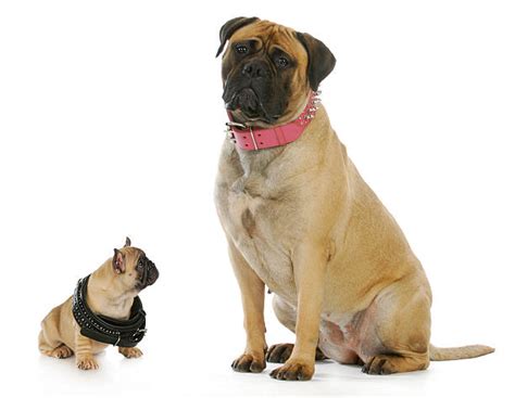 Big Dog Small Dog Stock Photos Pictures And Royalty Free Images Istock