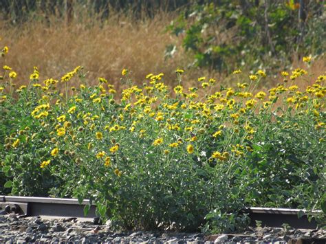 Wild sunflowers growing near the train tracks. | Wild sunflowers, Sunflowers growing, Sunflower