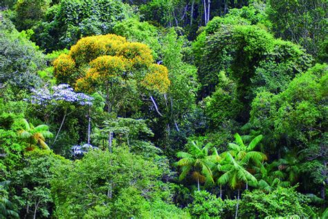 Brasil Tem Maior Diversidade De Rvores Do Planeta Diz Estudo In Dito Portal Ambiente Legal