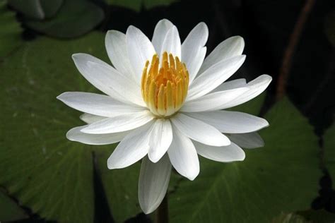 Trudy Slocum Night Blooming White Tropical Water Lily Tropical