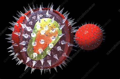 Hiv Particle Stock Image C0040681 Science Photo Library