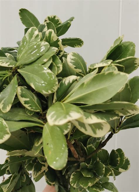 Pittosporum Variegated Florida Greens Greens Foliages And Branches