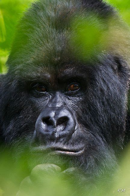 Pin De Terry Blaesing En Gorillas And Primates Gorilas Animales