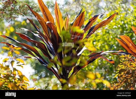 Colorful Florida Foliage At Jacksonville Zoo And Gardens In