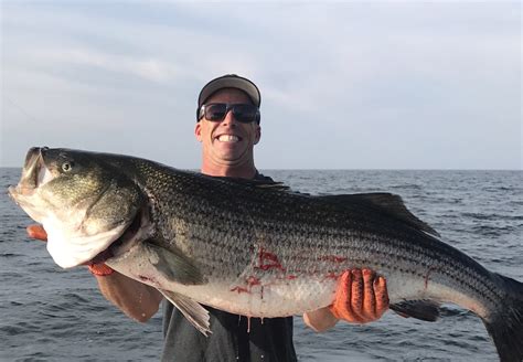 Quality Striped Bass Here Now Lbi Nj Fishing Report
