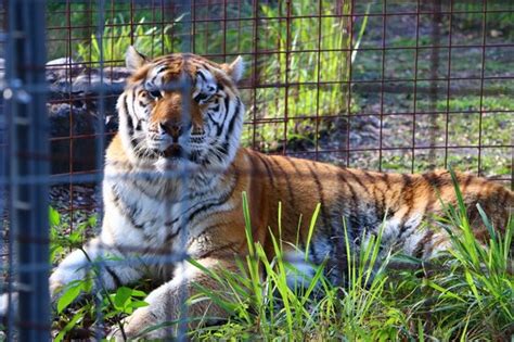 Jedná sa o pešej prehliadky pre big cat záchranu sa nachádza na 55 ac na 12802 easy st tampa, fl 33625. Tiger - Picture of Big Cat Rescue, Tampa - Tripadvisor