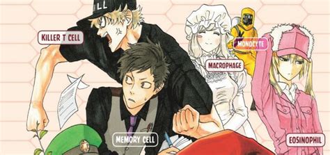 Название (англ.) cells at work! Cells at Work! Vol. 1 Review | AIPT