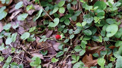 Wild Strawberry Weed Killer Lawn Dork
