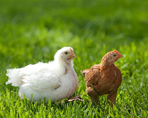 Red Rangers And Cornish Cross Chickens Are Two Commonly Available Meat