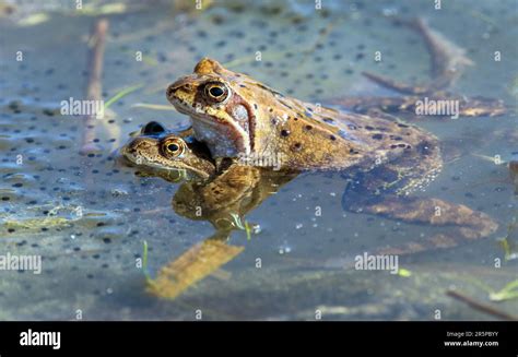 Two European Common Brown Frogs In Latin Rana Temporaria Grass Frog