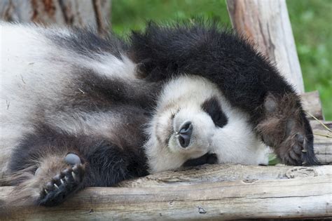 Where Do Pandas Really Live Check This Out Animal Sake