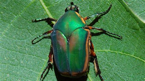 Pest Control How To Get Rid Of June Bugs In North Carolina Charlotte